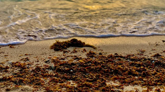 playa de arena blanca descargar