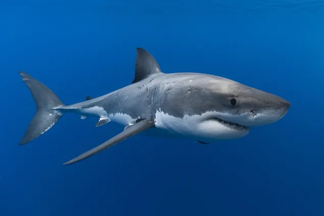 Witte haai download