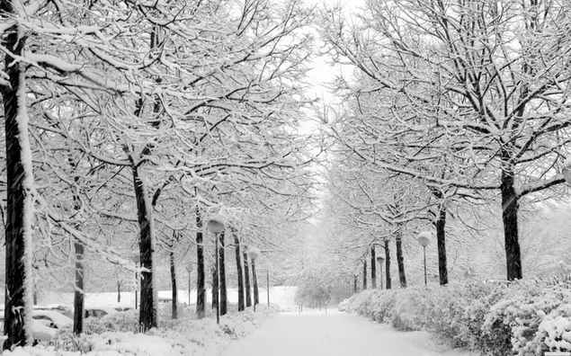 Camino blanco cubierto de nieve