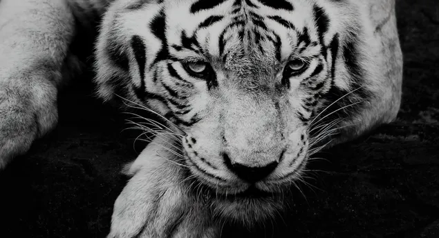 Fleischfressendes Tier des weißen Tigers