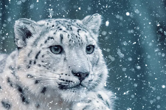 Witte tijgerblik in de sneeuw HD achtergrond