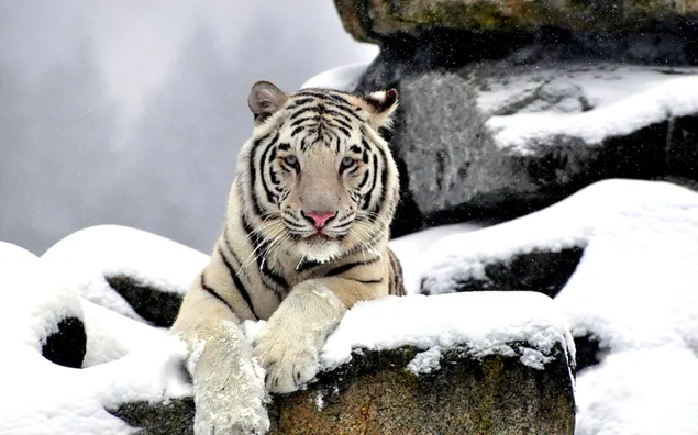 Weißer Tiger, der mit seinen bunten Augen auf die schneebedeckten Klippen in die Linse blickt 2K Hintergrundbild
