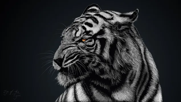 Tigre blanco HD fondo de pantalla