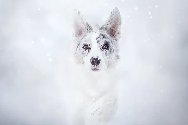 白い冬の犬