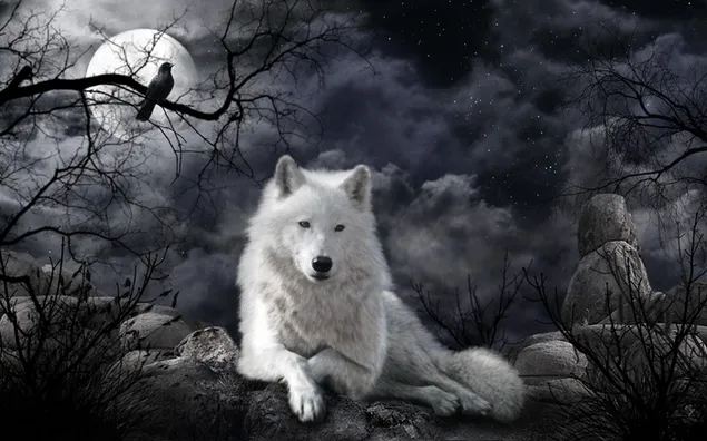 White Wolf at Night