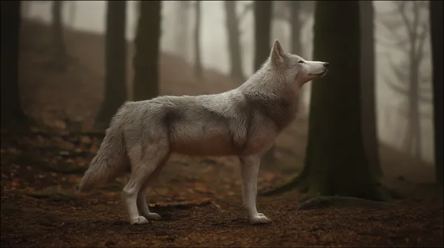 Ujku i Bardhë në Pyllin e Mjegullt 2K sfond