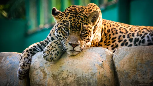 Wild cat leopard