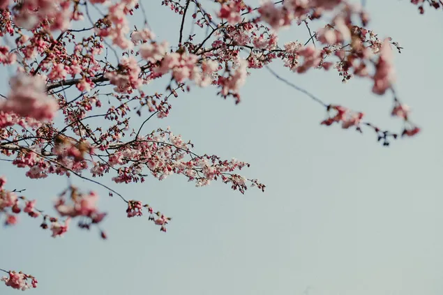 vad himalajai cseresznyevirag letoltes