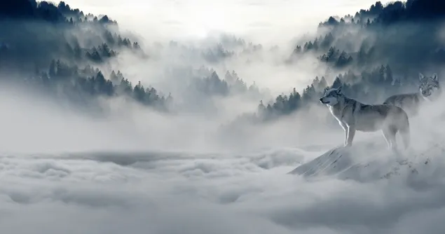 lobo salvaje en la niebla 4K fondo de pantalla