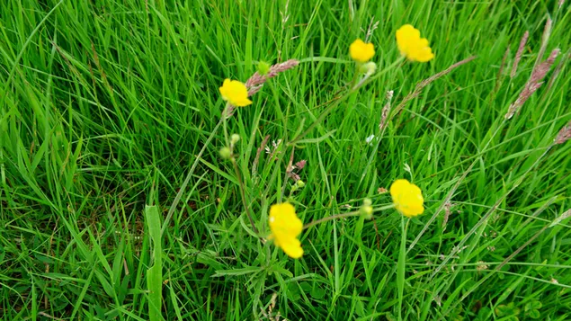 Wilde gelbe Blume auf dem Schlachtfeld von Culloden