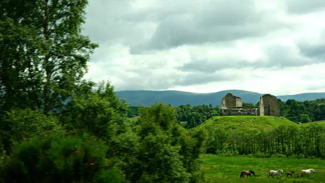 Wilde paarden die rondzwerven in het verwoeste kasteel - Hihgland Schotland