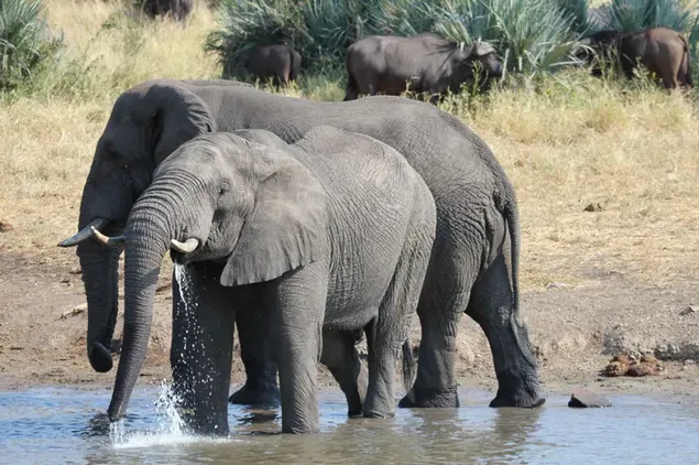 Tierwelt - Trinkwasser der Elefanten 4K Hintergrundbild