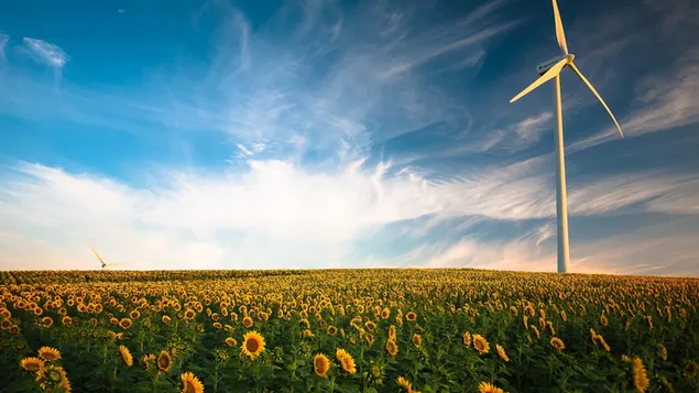 Windkraftanlage im Sonnenblumenfeld