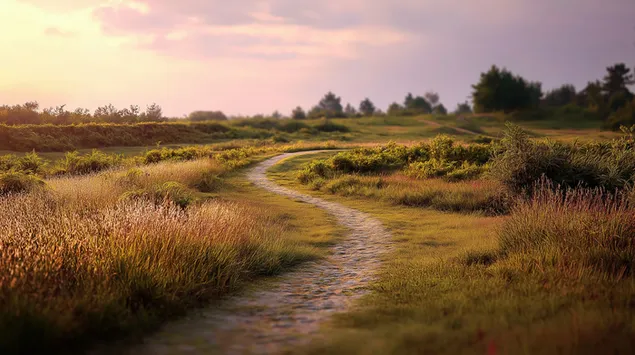 夕暮れ時の太陽が降り注ぐ草原を通る曲がりくねった小道 2K 壁紙