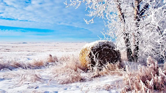 Winter and single hay ball in side of field 2K wallpaper