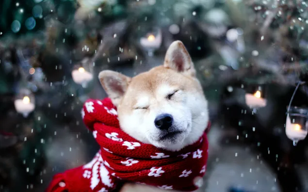 Winter hondje voelt 2K achtergrond