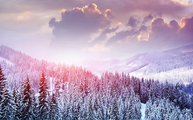 Bosque de invierno y puesta de sol 4K fondo de pantalla