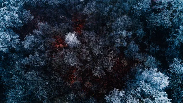 Vista del bosque de invierno desde arriba