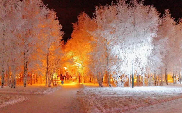 Invierno - noche en el bosque