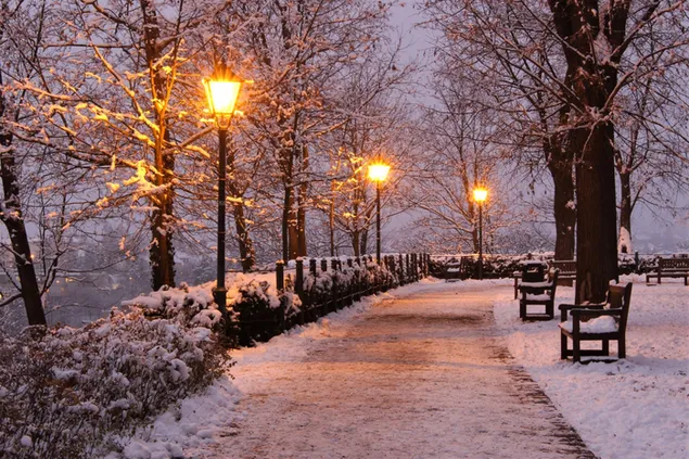 Зимски парк во самрак HD тапет