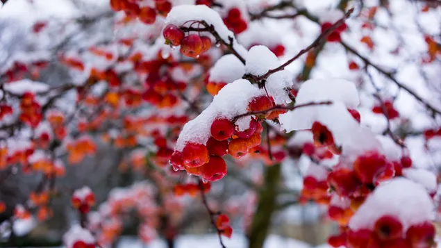 Зимска сцена со бобинки покриени со снег 2K тапет