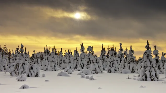 Vinter, sne dækker træerne 4K tapet
