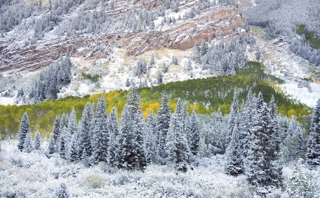 Winter snowy trees 4K wallpaper