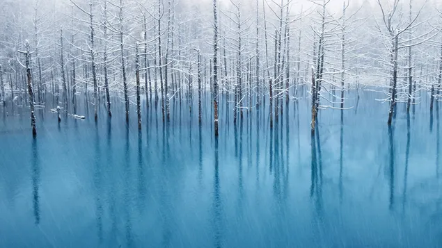 Arbres et lac d'hiver 4K fond d'écran