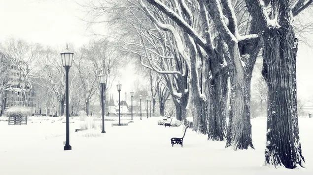 冬の白い公園 HD 壁紙