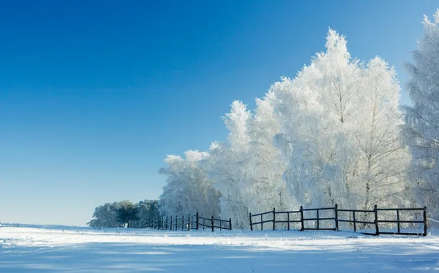 Winterbomen achter het hek