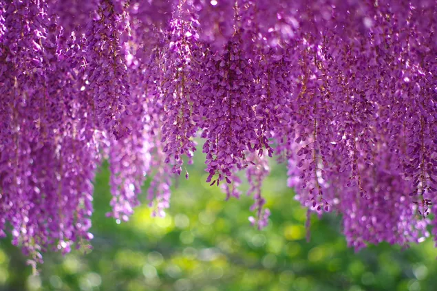 Wisteria purple spring flowers