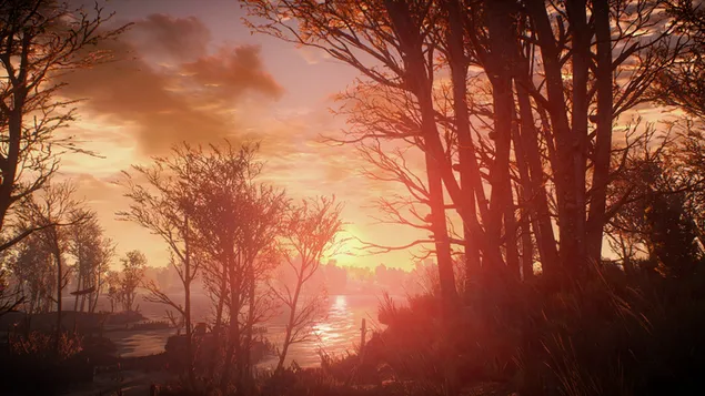 Witcher 3: Wild Hunt - Sunshine in Forest HD papel de parede