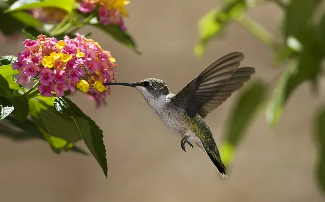 Muat turun Dengan keupayaannya untuk tinggal di udara, ia terbang di antara bunga, burung kolibri mengepakkan sayapnya dengan pantas.