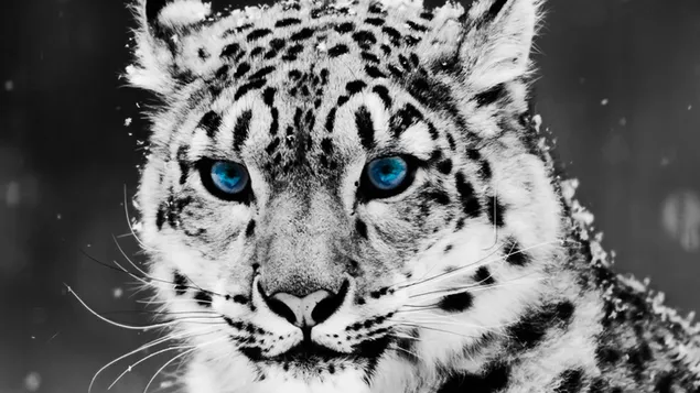 Witte cheetah met blauwe ogen download