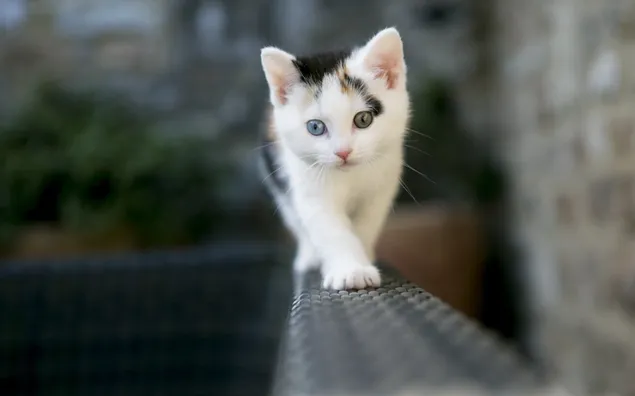 Witte en bruine kitten, kat