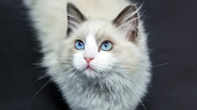 Witte kat met blauwe ogen