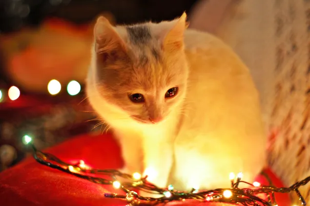 Witte kat zit in de buurt van een kerstverlichting