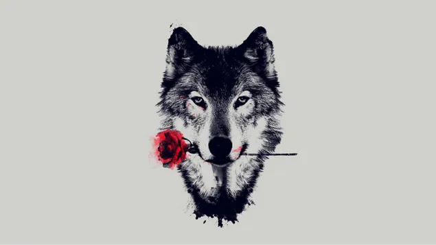Wolf and Red Rose