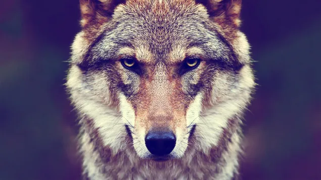 Wolf-look 4K achtergrond