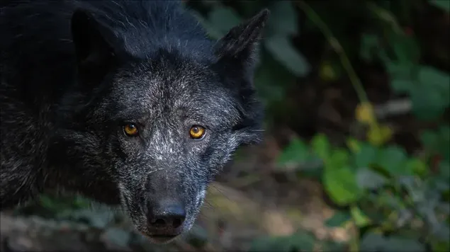 Wolf, der mit schwarzen gelben Augen zwischen grünen Pflanzen schaut HD Hintergrundbild