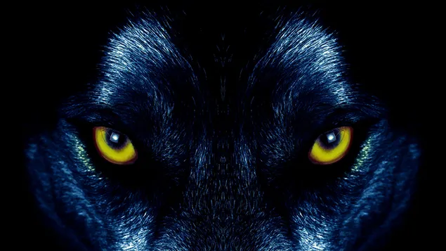 Els ulls de llop baixada