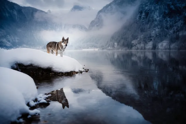 Wolfhound en la nieve en el bosque de niebla 2K fondo de pantalla
