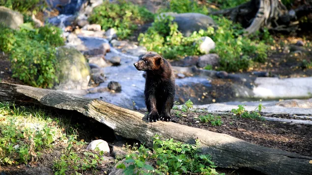 クズリの動物 2K 壁紙