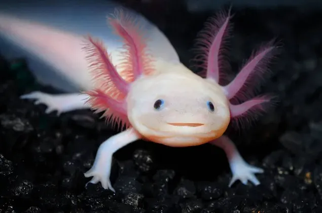 ภาพมาโครที่ยอดเยี่ยมของ Axolotl สีชมพูและสีขาวคลานด้วยเท้าเล็กๆ บนพื้นสีดำ HD วอลเปเปอร์