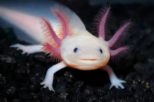 Vidunderligt makrobillede af pink og hvid Axolotl, der kravler med små fødder på sort jord download