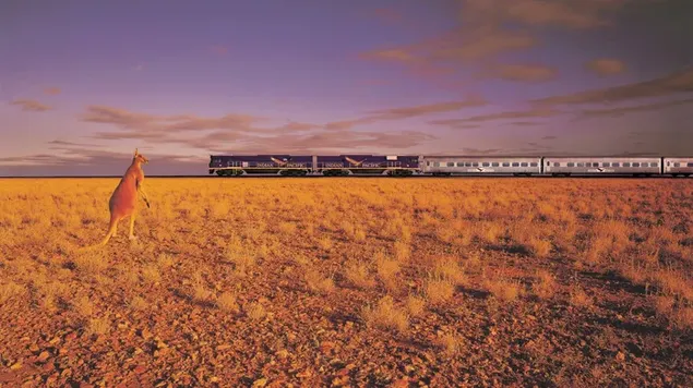 オーストラリアの薄曇りの天候で、列車が乾燥した植物畑を通過するのを見ているカンガルーの素晴らしいポーズ HD 壁紙