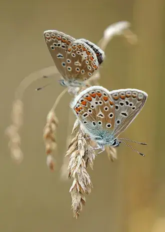밀 이삭에 나비의 멋진 보기 4K 배경화면