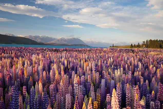 Pemandangan indah gunung bersalji, laut, pokok dan langit mendung di sebalik padang lupin 6K kertas dinding