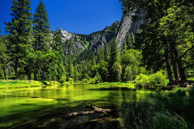 Taman Nasional Yosemite yang indah dengan pepohonan dan danau unduhan