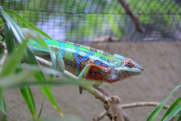 Warna reptil yang luar biasa